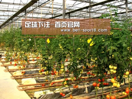 种植基地二