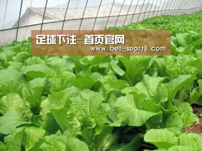 种植基地一