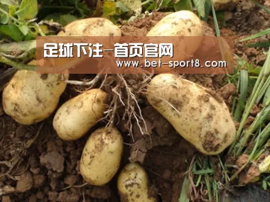 种植基地六