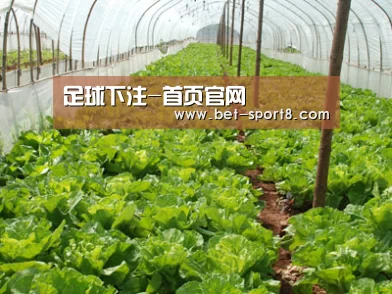 种植基地五